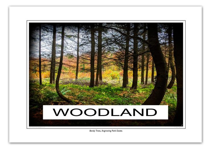 WOODLAND